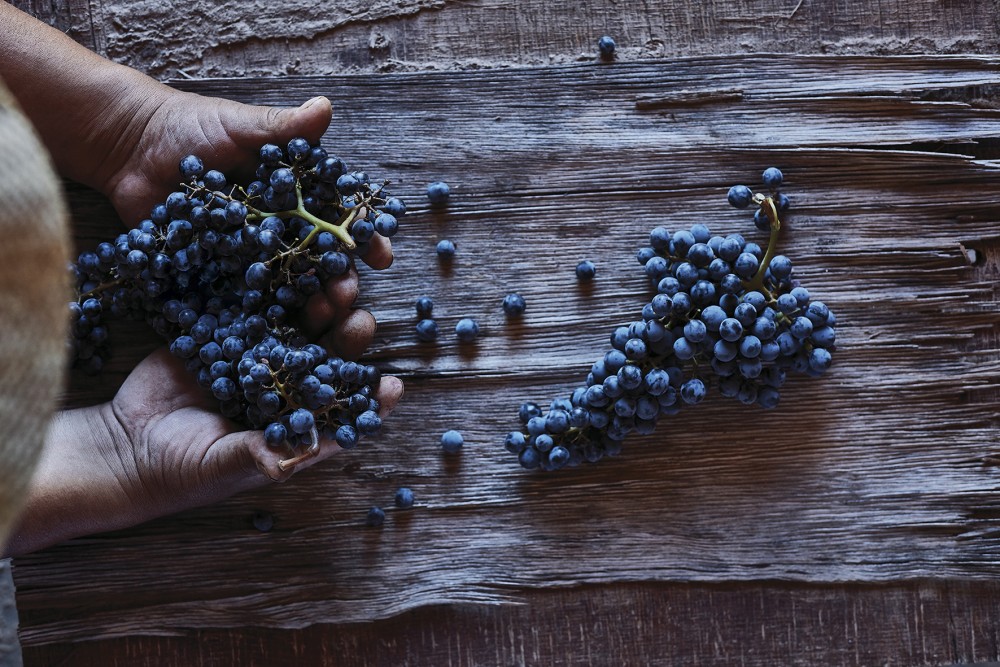 Ruca Malen viña image